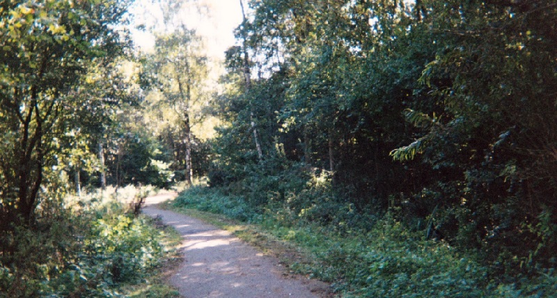 Countryside Pathway through trees